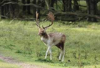 aw-duinen-05